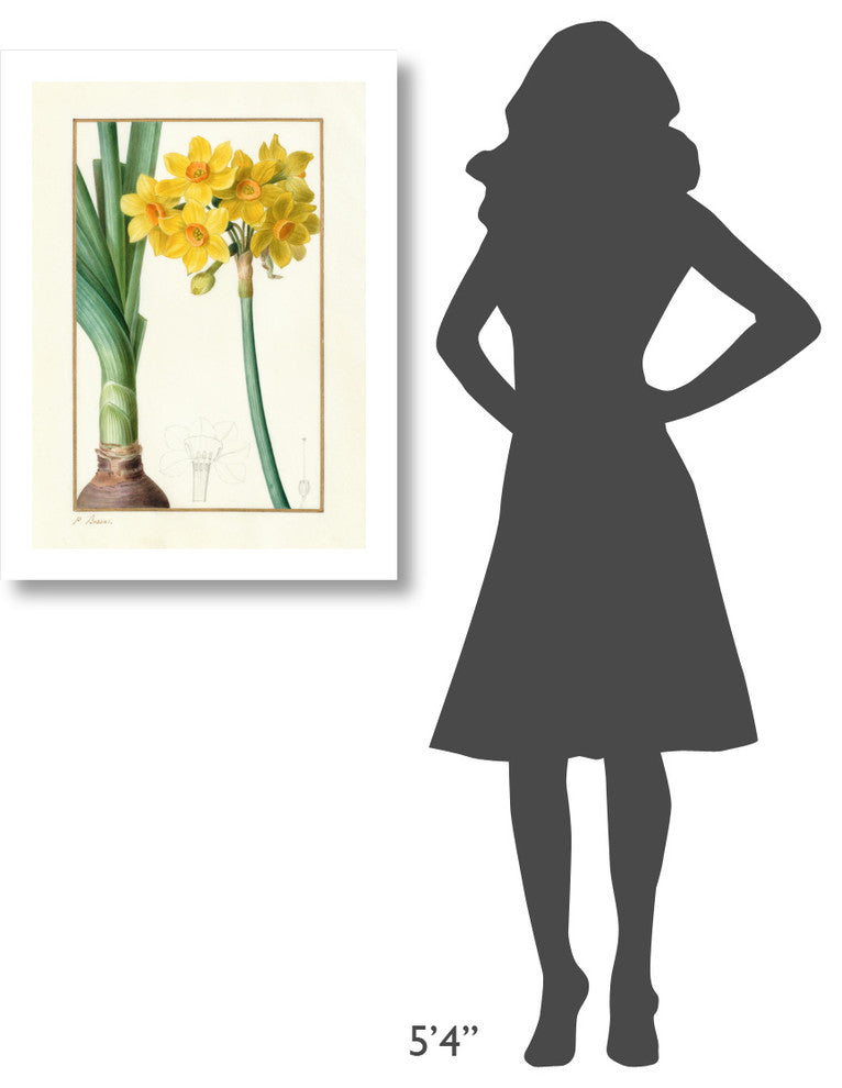 "Narcissus Tazzetta, about 1836" Digital Paper Print by Pancrace Bessa, 23"x32"