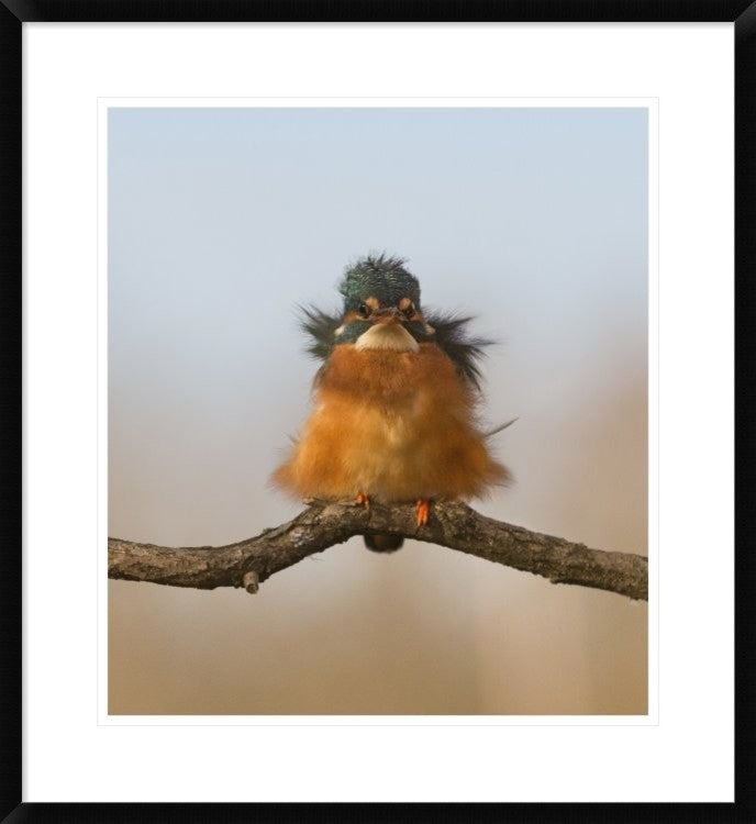 "Against Wind" Framed Digital Print by Cheng Chang, 27x30"
