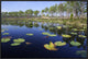 "Lake with lily pads, southern Florida"  by Scott Leslie, 31x21"