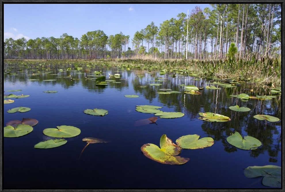 "Lake with lily pads, southern Florida"  by Scott Leslie, 31x21"