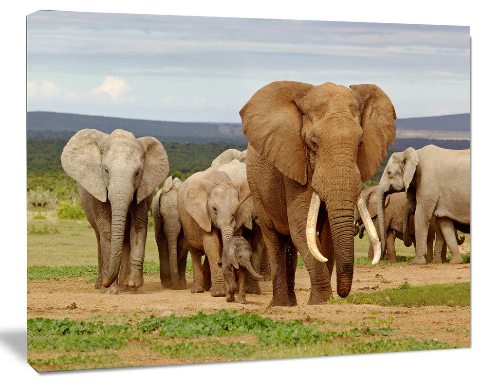 Large Elephant Herd in Africa, African Canvas Art Print, 40"x30"