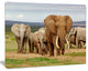 Large Elephant Herd in Africa, African Canvas Art Print, 40"x30"