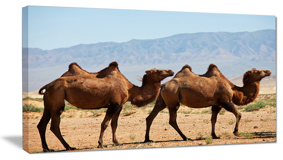 Huge Camels on Tomb Ruins, African Canvas Art Print, 32"x16"