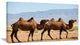 Huge Camels on Tomb Ruins, African Canvas Art Print, 32"x16"
