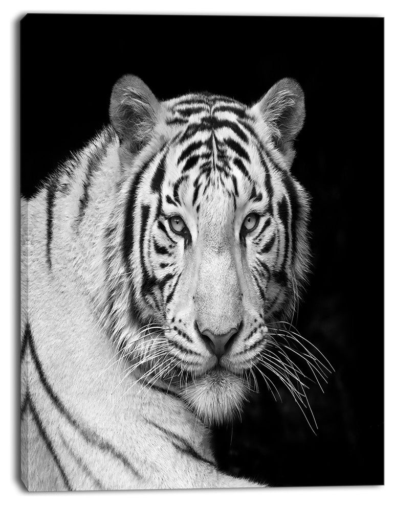 Staring Bengal White Tiger, Contemporary Animal Art Canvas, 30"x40"