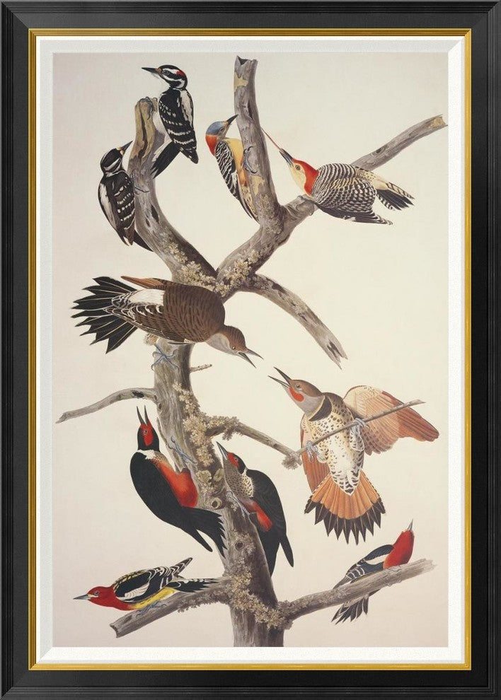 "Hairy Woodpecker" Framed Canvas Giclee by John James Audubon, 30"x42"