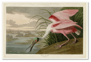John James Audobon 'Roseate Spoonbill' Canvas Art, 24x16