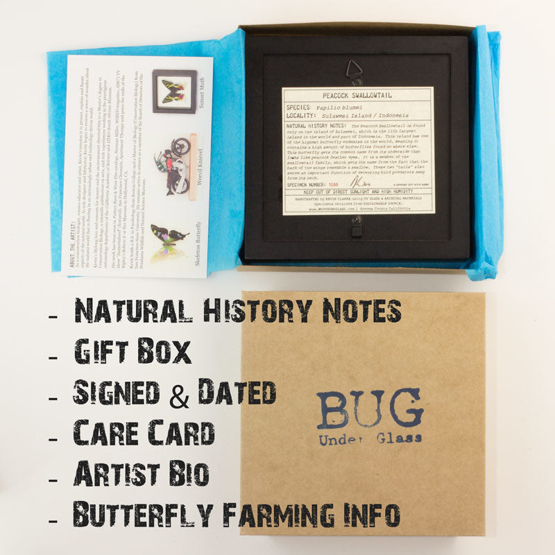 Sea Green Framed Swallowtail Butterfly Display