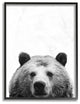 Black and White Large Bear Head Animal Design, 11"x14"