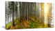"Early Morning Sun in Forest" Canvas Print