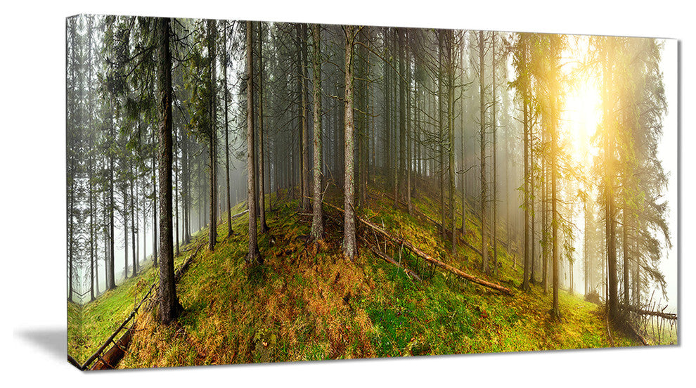 "Early Morning Sun in Forest" Canvas Print