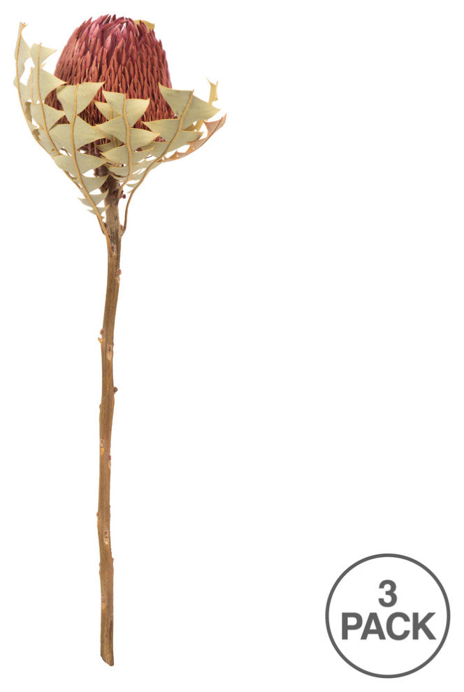 Vickerman 12" Natural Baxteri, Banksia Flower With Stem, Dried