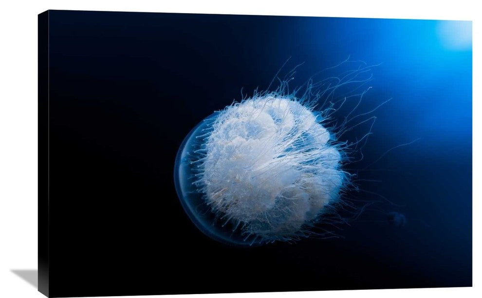 "Jellyfish" Stretched Canvas Giclee by Barathieu Gabriel, 36x24"