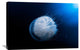 "Jellyfish" Stretched Canvas Giclee by Barathieu Gabriel, 36x24"
