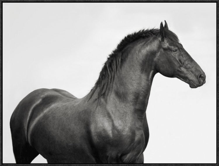 "King Mamba, Stallion" Framed Canvas Giclee by Pangea Images, 33x25"