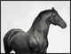 "King Mamba, Stallion" Framed Canvas Giclee by Pangea Images, 33x25"