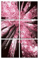 24" Canvas 6 Panels Blossom Trees Color Photo