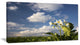Potato Plant Flowers, Landscape Canvas Art Print, 40x20