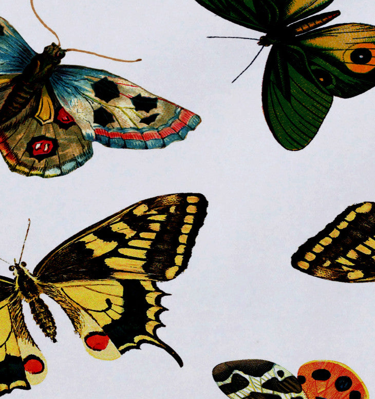 18"x14" Butterflies, Animal Print Placemat, White, Set of 4