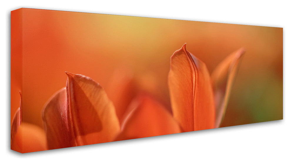 Cora Niele 'Duc van Tol Orange Tulip' Canvas Art