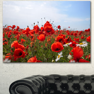 Red Poppies under Bright Blue Sky, Flower Artwork on Canvas, 40"x30"