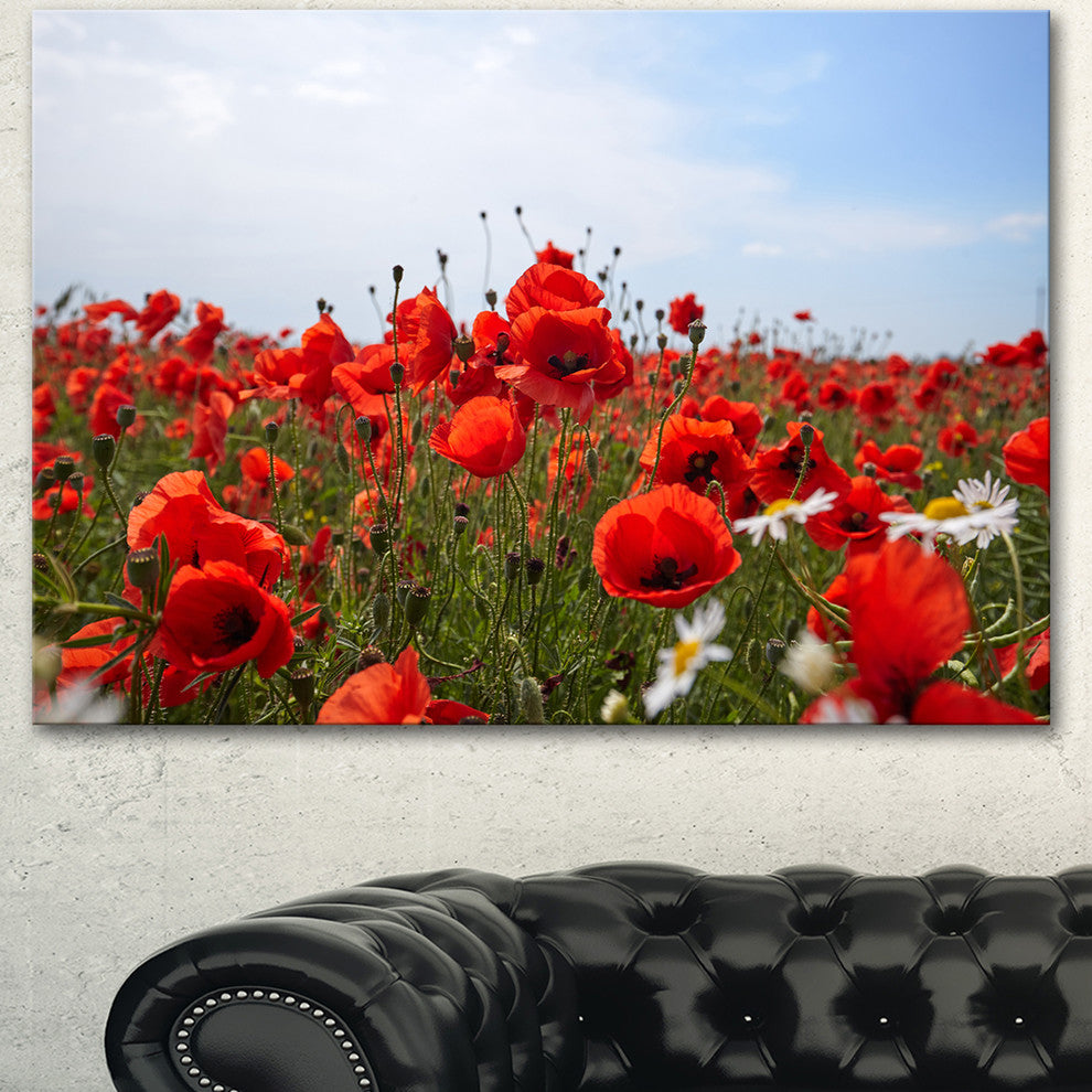 Red Poppies under Bright Blue Sky, Flower Artwork on Canvas, 40"x30"