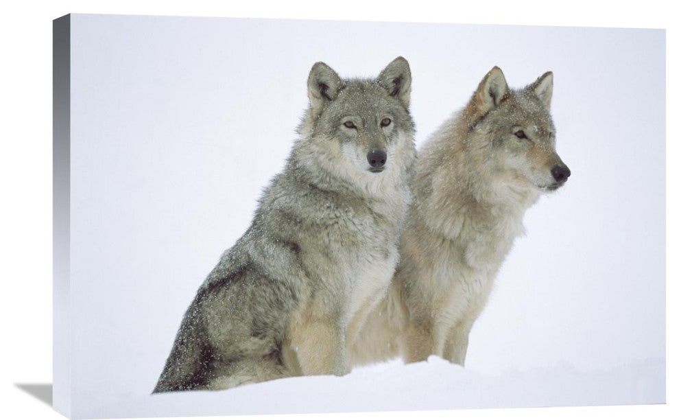 "Timber Wolf Portrait Of Pair Sitting In Snow, North America" Artwork