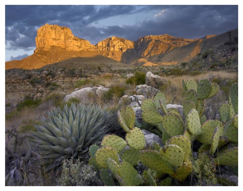 "Opuntia cactus and Agave, Guadalupe Mountains National Park" Paper Art, 42"x32"