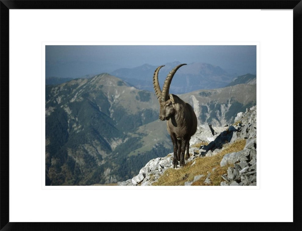 "Alpine Ibex male in the Swiss Alps, Europe" Framed Print, 26"x20"