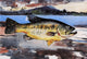 Winslow Homer Bass, 18"x27" Gallery Wrapped Canvas Print