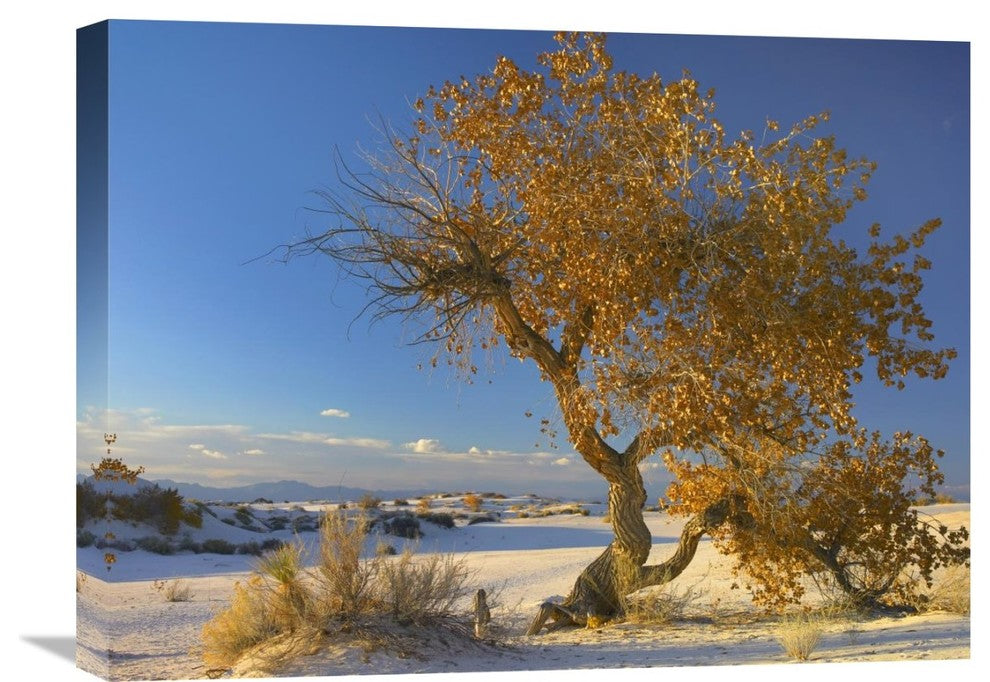 "Fremont Cottonwood Tree, White Sands National Monument, New Mexico" Artwork