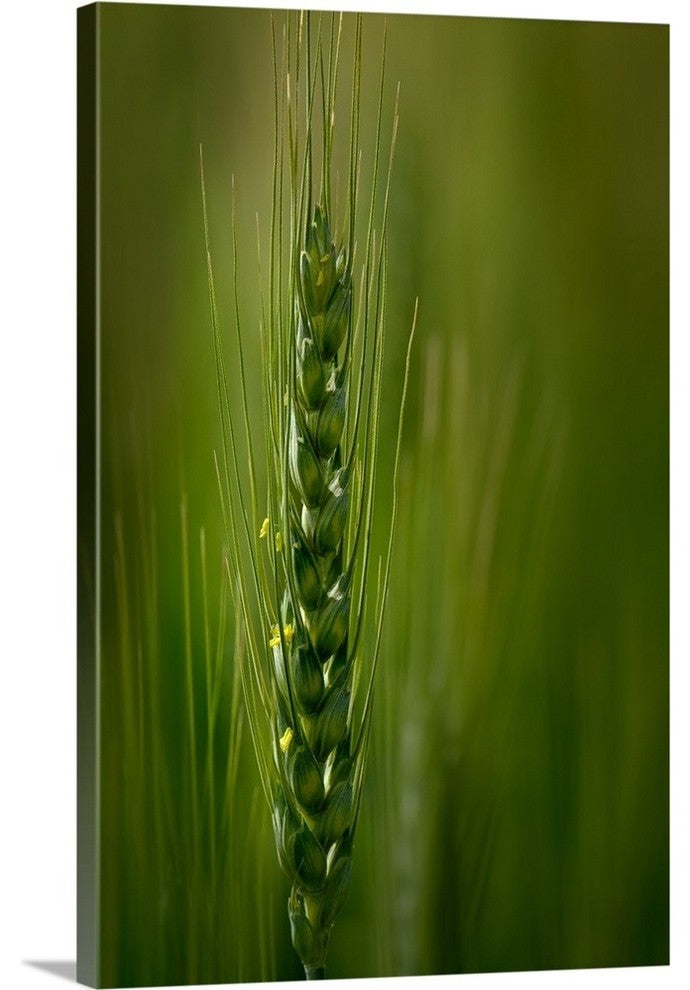 "Wheat" Wrapped Canvas Art Print, 24"x36"x1.5"