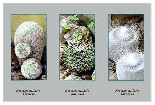 Neomammillaria Plumosa- Gallery Wrapped Canvas Art 28" x 42"