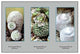 Neomammillaria Plumosa- Gallery Wrapped Canvas Art 28" x 42"