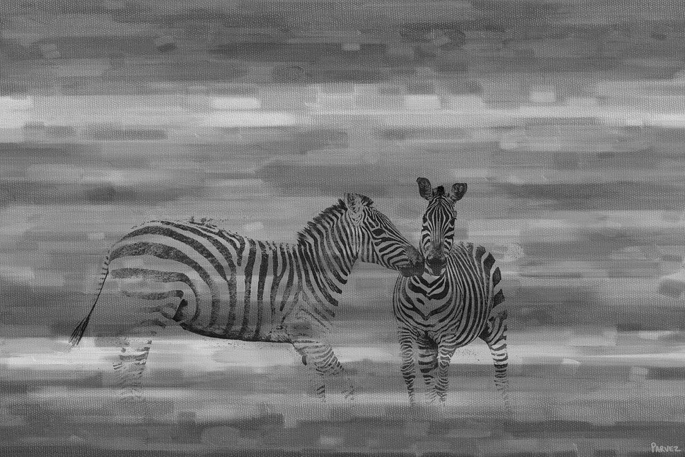 "Zebra Romp" Print on Canvas, 60"x40"