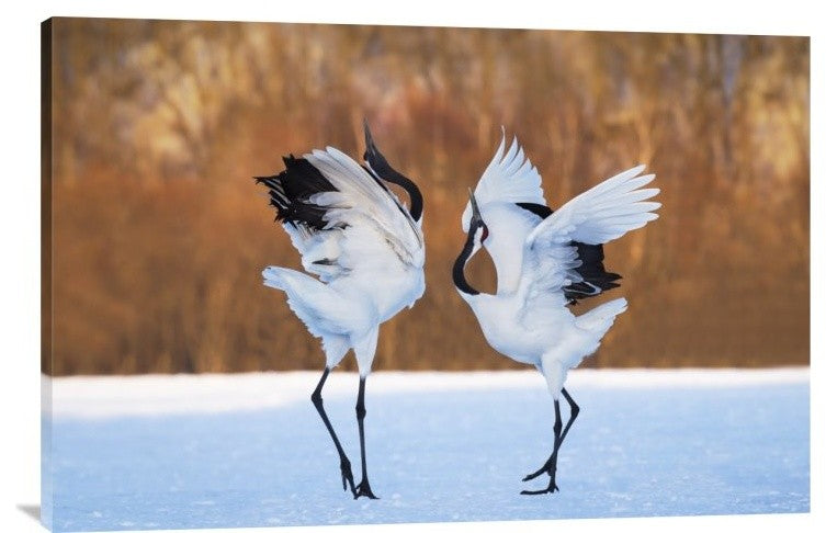 "The Dance Of Love" Stretched Canvas Giclee by C. Mei, 36x24"