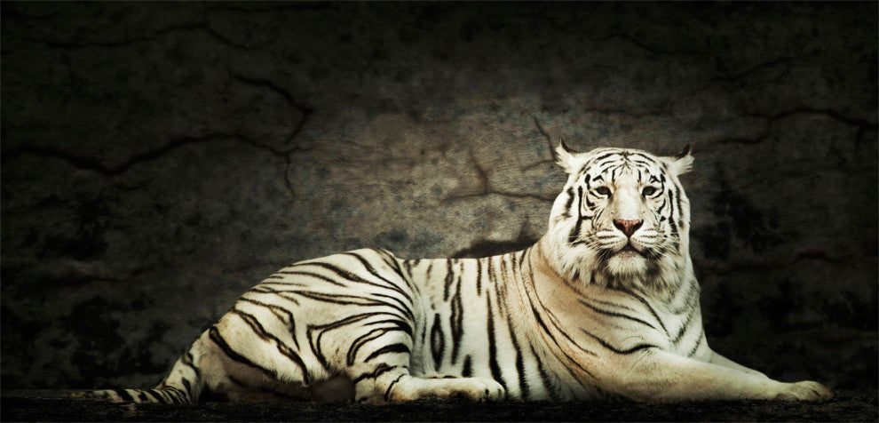 White Tiger, Giclee Reproduction Artwork