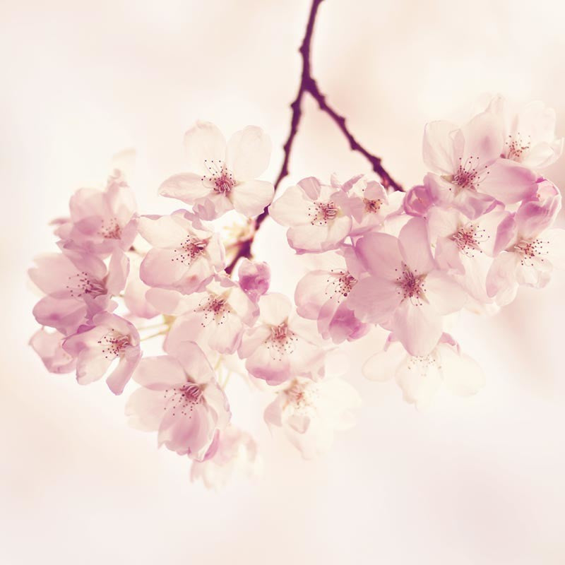 "Cherry Blossoms" Artwork