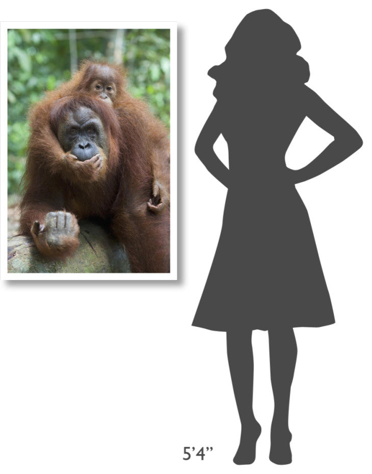 "Sumatran Orangutan mother and playful baby, north Sumatra" Paper Art, 26"x38"