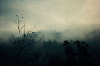 "Bird Song" Print on Wrapped Canvas by Ingrid Beddoes