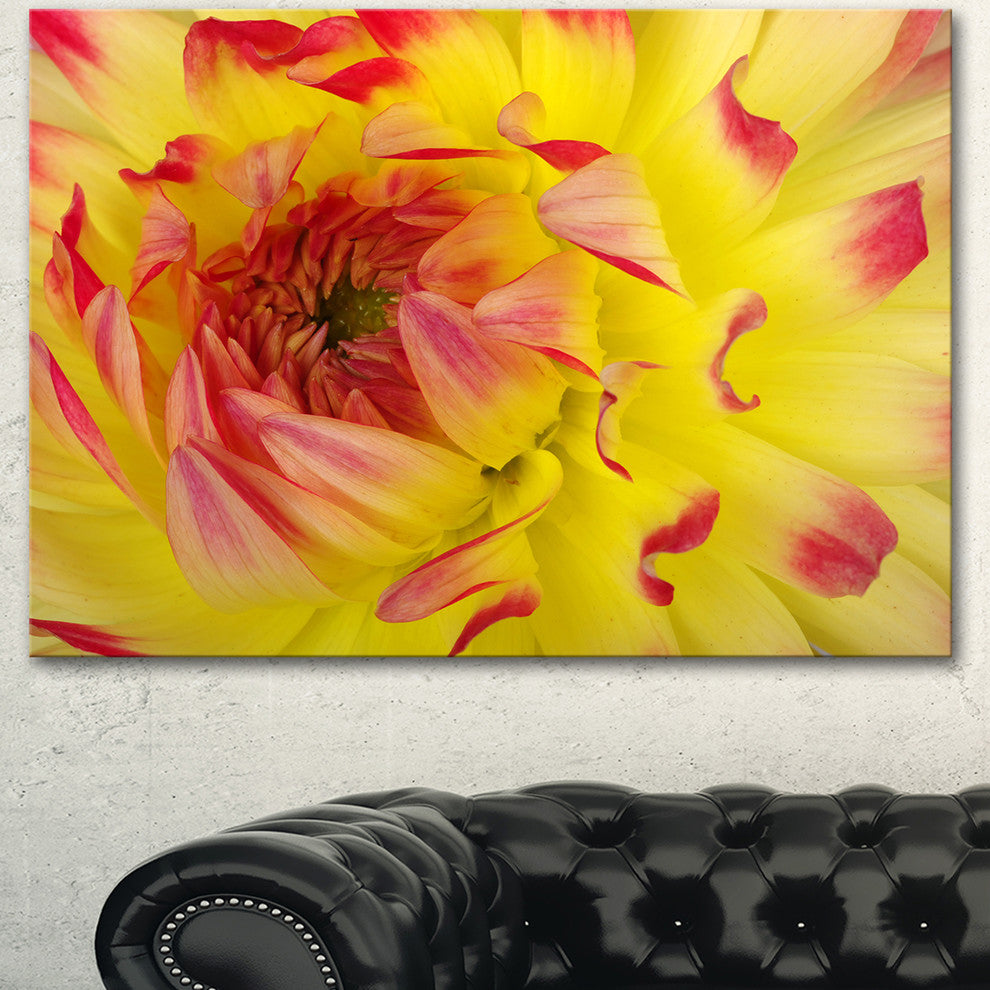 Smooth Yellow Red Petals Close Up, Floral Canvas Art Print, 40"x30"