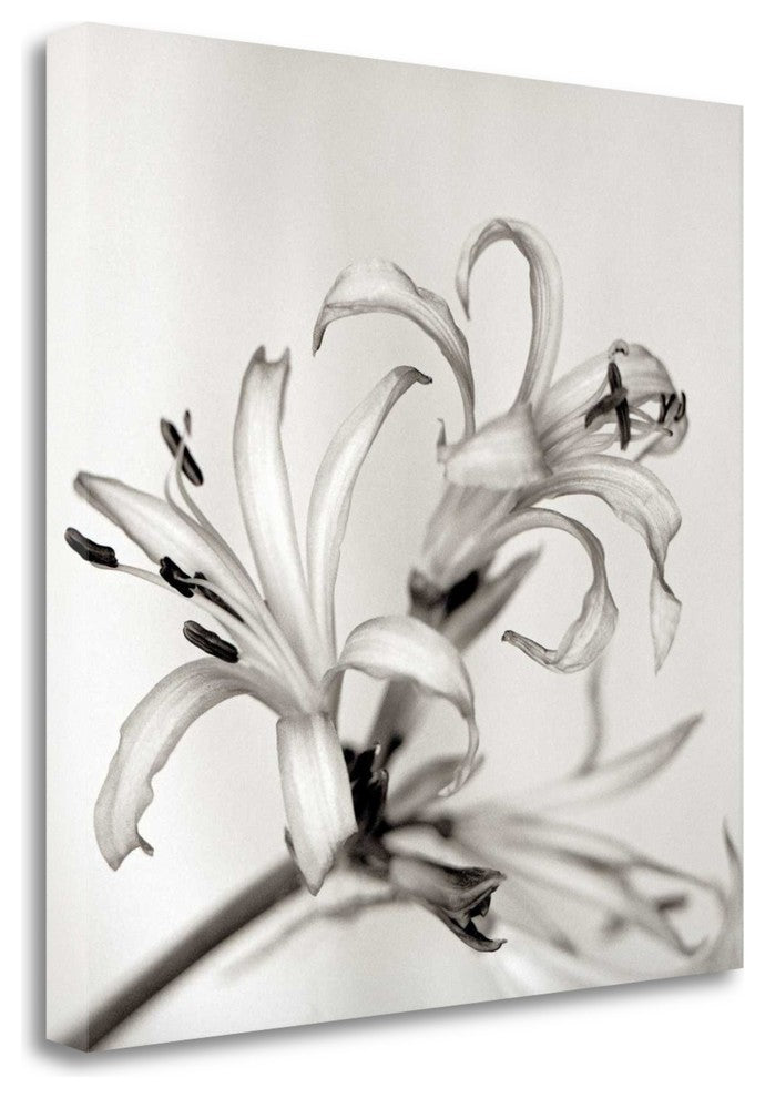 "Florison - 34" By Alan Blaustein, Giclee Print on Gallery Wrap Canvas
