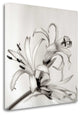 "Florison - 34" By Alan Blaustein, Giclee Print on Gallery Wrap Canvas