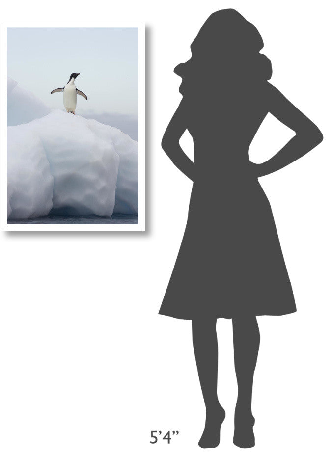 "Adelie Penguin standing on iceberg, Paulet Island" Paper Art, 22"x32"