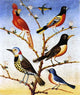 Thomas Coke Ruckle Humming Bird Wrapped Canvas