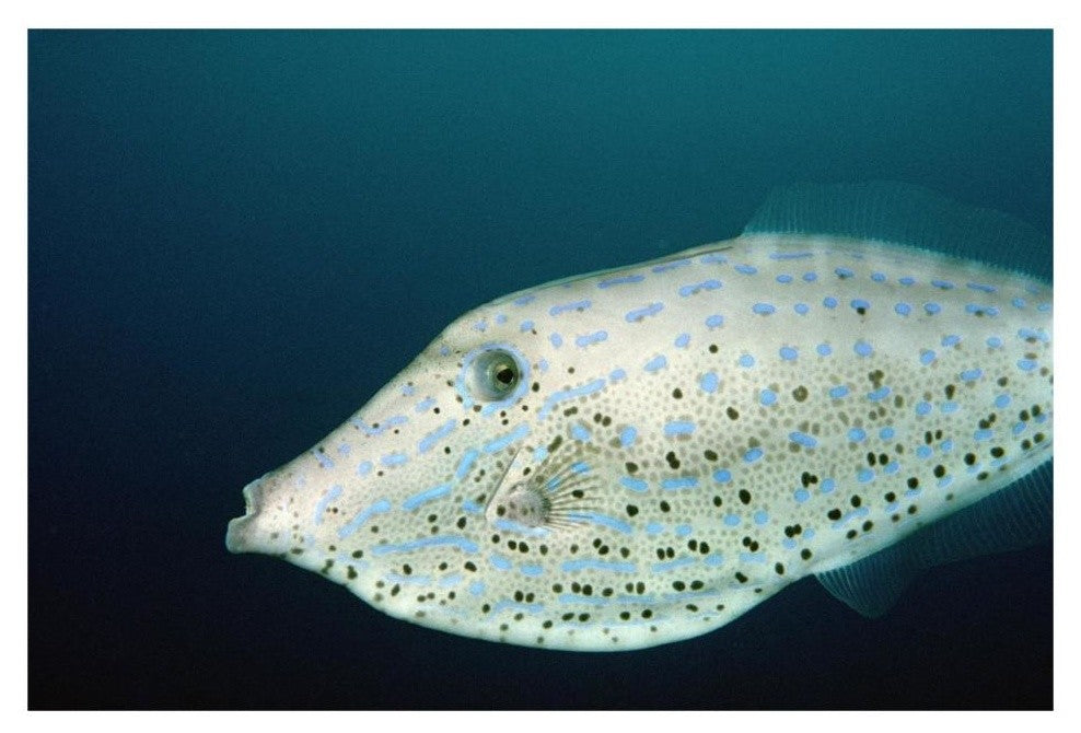 Scrawled Filefish Portrait Off Of Cocos Island Costa Rica-paper Art