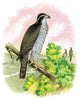 The Ash-Colored or Black-Cap Hawk - Framed Paper Poster 20" x 30"