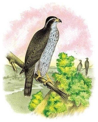 The Ash-Colored or Black-Cap Hawk - Framed Paper Poster 20" x 30"