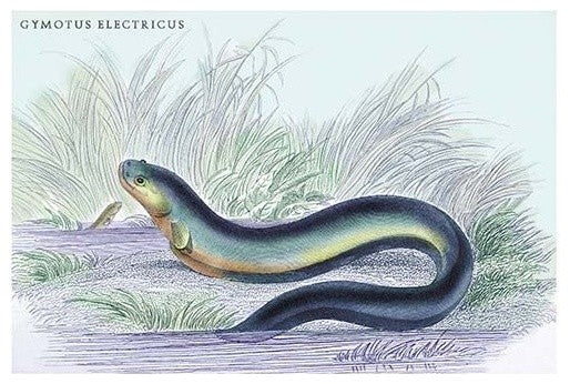 Gymotus Electricus - Fine Art Giclee Print 24" x 36"