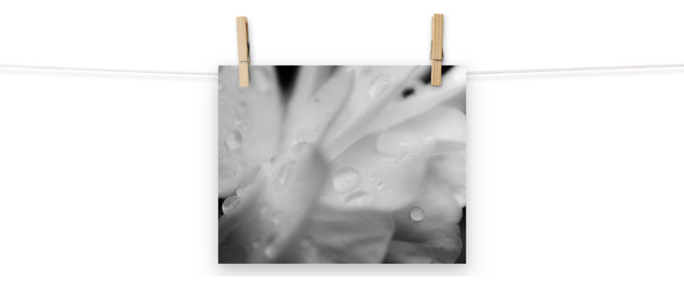 Delicate Rose Petals Floral Black & White Photo Unframed Wall Art Print, 8" X 10"